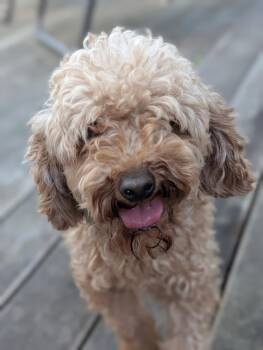 Strudel -  Poodle Dog for Adoption in Tenafly, New Jersey - Strudel | PetCurious