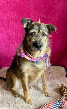 Wirehaired Terrier Dogs Available for Adoption in Rowland Heights, California - AXEL | PetCurious