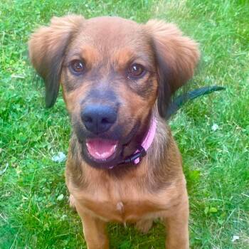 Cocoa -  Hound and Labrador Retriever Dog for Adoption in West Haven, Connecticut - Cocoa | PetCurious