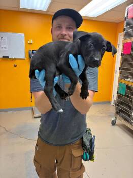 Catahoula Leopard Dog and Labrador Retriever Dogs Available for Adoption - Marigold | PetCurious