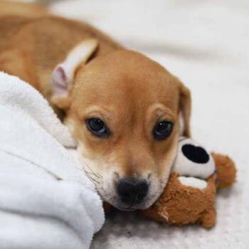 Salla -  Labrador Retriever and Mixed Breed Dog for Adoption in Atlanta, Georgia - Salla | PetCurious