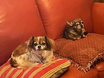 Chihuahua Dogs Available for Adoption in Garland, Texas - Rumble  | PetCurious