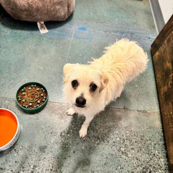 Piper -  Terrier and Chihuahua Dog for Adoption in St. Augustine, Florida - Piper | PetCurious