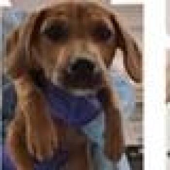 Hound and Mixed Breed Dogs Available for Adoption in Clearwater, Florida - Angel | PetCurious