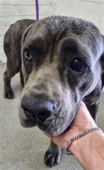 SUNFLOWER -  Mastiff and Mixed Breed Dog for Adoption in San Bernardino, California - SUNFLOWER | PetCurious