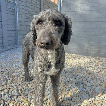 Lester -  Poodle Dog for Adoption in St. Louis, Missouri - Lester | PetCurious