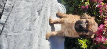 Emu -  Goldendoodle Dog for Adoption in Torrance, California - Emu | PetCurious