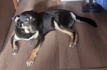 Rescue German Shepherd Dog and Rottweiler Dogs for Adoption in Little Chute, Wisconsin - Hugh | PetCurious