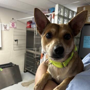 Marshall -  Chihuahua and Cattle Dog Dog for Adoption in Uniontown, Pennsylvania - Marshall | PetCurious