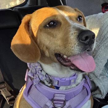 Beagle Dogs Available for Adoption - Daisy | PetCurious
