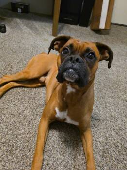 Boxer Dogs Available for Adoption in Monticello, New York - Astro | PetCurious