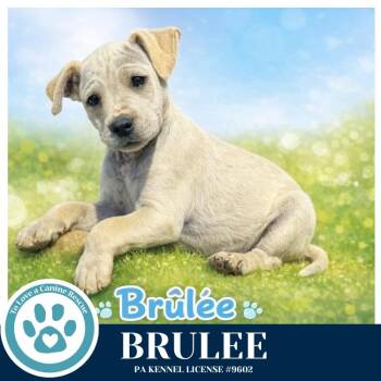 Labrador Retriever and Terrier Dogs Available for Adoption in Kimberton, Pennsylvania - Brulee (The Bakery Bunch) 041126 | PetCurious