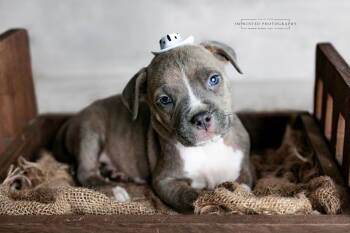 Rescue Pit Bull Terrier Dogs for Adoption in Rockville, Maryland - Country Music Litter - Shaboozey (puppy) | PetCurious