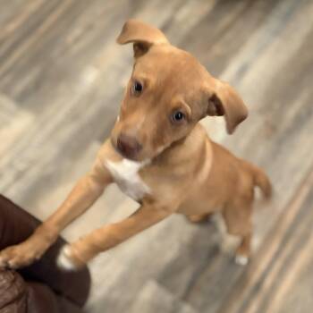 Mixed Breed Dogs Available for Adoption in Brewton, Alabama - Driver | PetCurious