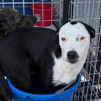 Rescue Pit Bull Terrier and Mixed Breed Dogs for Adoption in Floresville, Texas - Jax | PetCurious
