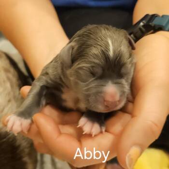 Selena Pup Abby -  Mixed Breed Dog for Adoption in Fairfax Station, Virginia - Selena Pup Abby | PetCurious