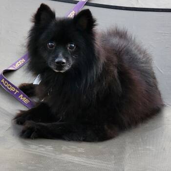 Rescue Spitz and Pomeranian Dogs for Adoption in Glenelg, Maryland - Ozzy | PetCurious