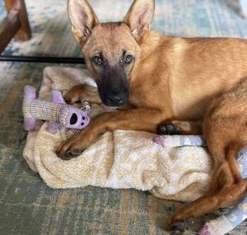 Rescue Shepherd Dogs for Adoption in Brookshire, Texas - Scarlett | PetCurious