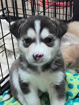 Husky Dogs Available for Adoption - Lorelai | PetCurious