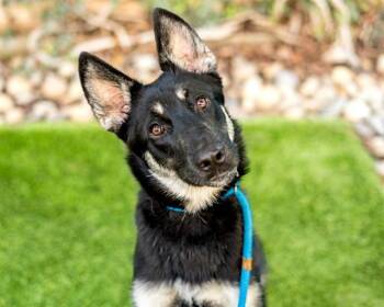 German Shepherd Dog Dogs Available for Adoption in San Jose, California - PINKY | PetCurious