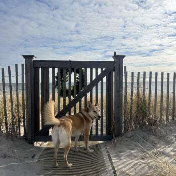 Layla (Surrender) -  Husky and Mixed Breed Dog for Adoption in Hamden, Connecticut - Layla (Surrender) | PetCurious