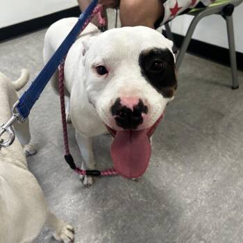 Pit Bull Terrier Dogs Available for Adoption in Philadelphia, Pennsylvania - Turbo | PetCurious