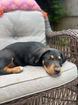 Roxie -  Labrador Retriever and Rottweiler Dog for Adoption in Kannapolis, North Carolina - Roxie | PetCurious