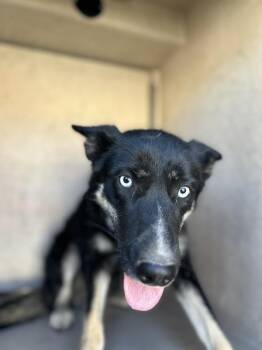 Smoke -  Siberian Husky Dog for Adoption in Victorville, California - Smoke | PetCurious