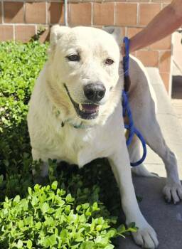 Rescue Labrador Retriever and Husky Dogs for Adoption in Wrightwood, California - Brady | PetCurious
