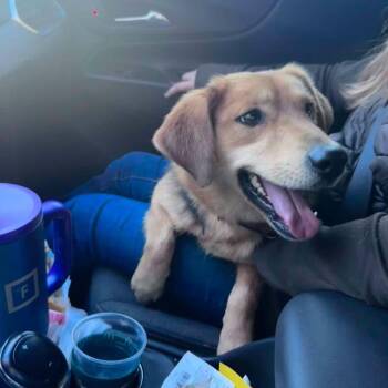 Buddy - Not at shelter -  Beagle Dog for Adoption in Rustburg, Virginia - Buddy - Not At Shelter | PetCurious
