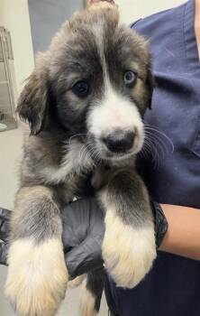 MOOSE -  Husky Dog for Adoption in Auburn, California - MOOSE | PetCurious