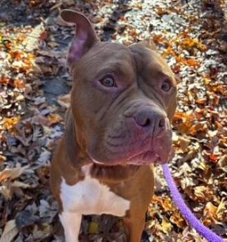 Rescue Pit Bull Terrier Dogs for Adoption in Manassas, Virginia - Lady (ID 49153/3815) | PetCurious