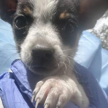 Those -  Mixed Breed Dog for Adoption in Moab, Utah - Those | PetCurious
