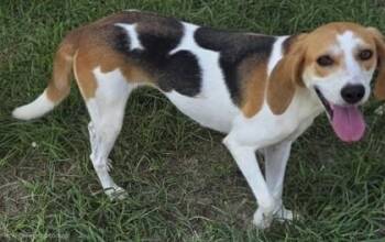 Trane -  Hound and Mixed Breed Dog for Adoption in Conway, South Carolina - Trane | PetCurious