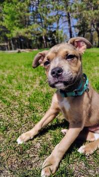 Terrier Dogs Available for Adoption in New London, Wisconsin - Tanner | PetCurious