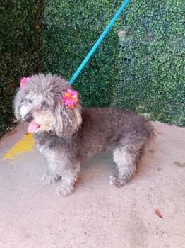 61221782 -  Miniature Poodle and Mixed Breed Dog for Adoption in El Paso, Texas - 61221782 | PetCurious