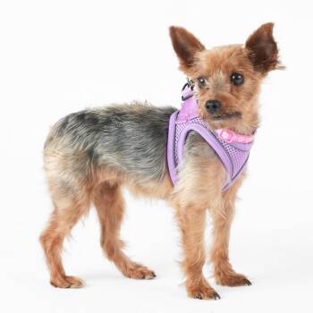 Laura Garcia 14312 -  Yorkshire Terrier Dog for Adoption in San Francisco, California - Laura Garcia 14312 | PetCurious