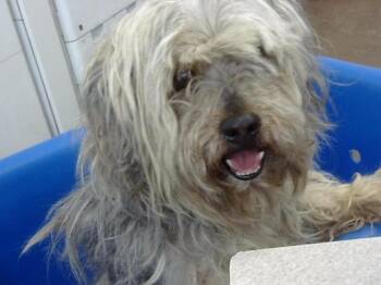 Mixed Breed Dogs Available for Adoption - DELGADO | PetCurious