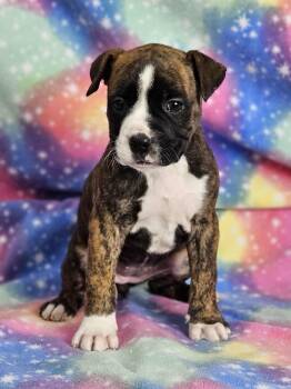 Rescue Boxer Dogs for Adoption in East Sparta, Ohio - Jingle | PetCurious