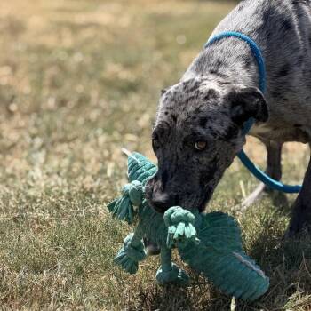 Mrs. Pickle -  Mixed Breed Dog for Adoption in Pauls Valley, Oklahoma - Mrs. Pickle | PetCurious