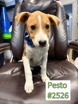Rescue Australian Cattle Dog Blue Heeler and Pit Bull Terrier Dogs for Adoption in Carson City, Nevada - Pesto | PetCurious