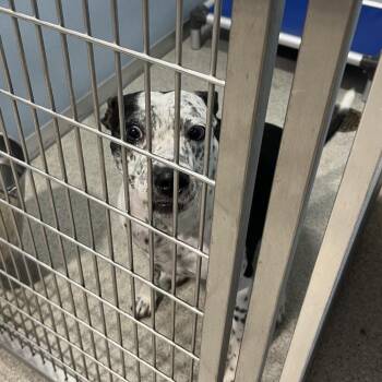 Boyd -  Collie and Mixed Breed Dog for Adoption in Tampa, Florida - Boyd | PetCurious