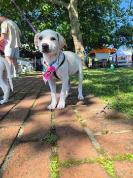 Leia -  Labrador Retriever and Retriever Dog for Adoption in Valley Stream, New York - Leia | PetCurious