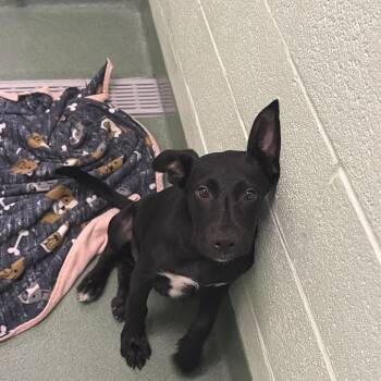 Hillary -  Mixed Breed Dog for Adoption in West Palm Beach, Florida - Hillary | PetCurious