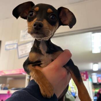 Valley -  Dachshund and Chihuahua Dog for Adoption in Morganton, North Carolina - Valley | PetCurious