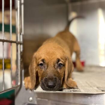 Mixed Breed Dogs Available for Adoption - Cope | PetCurious