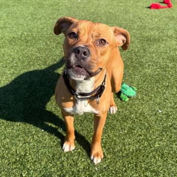 Mixed Breed Dogs Available for Adoption - Xanthe | PetCurious