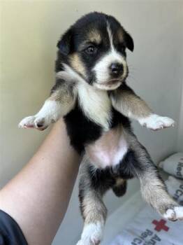 Rescue German Shepherd Dog and Mixed Breed Dogs for Adoption in Houston, Texas - A643816 | PetCurious