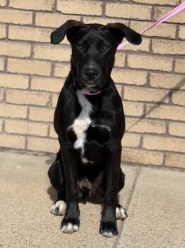 Labrador Retriever Dogs Available for Adoption - Bradley | PetCurious