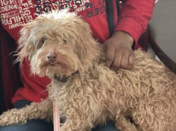 Poodle and Yorkshire Terrier Dogs Available for Adoption - REDD | PetCurious